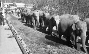 Black and white photo of ten elephants walking along a road, two by two.