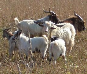 Goatfeathers Point Farm.