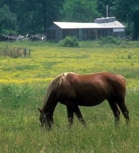 A lone horse grazes in a green pasture. A farm house is in the far background.