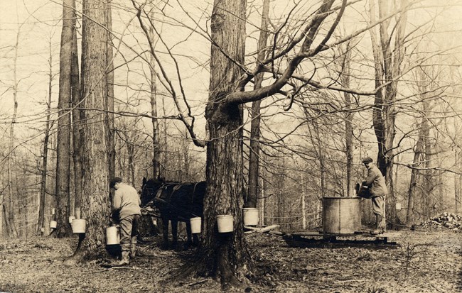 Black and white photo of two men working in a forest where several buckets hang on tree trunks; one man pours the contents of a bucket into a large vat which sits on a horse-drawn sled.