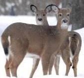 Pair of deer look at the photographer while standing in the snow in winter.