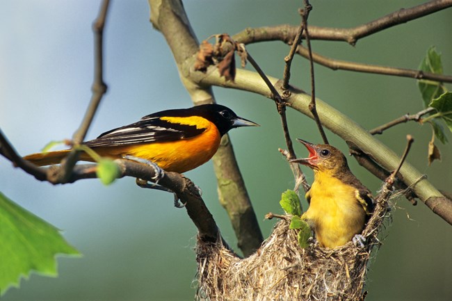 A male oriole lands on a tree by a nest with a female resting inside.