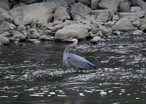 Great blue heron