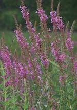 Purple loosestrife