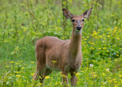 Forests - Cuyahoga Valley National Park (U.S. National Park Service)