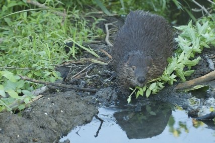 beaver chewing stick2_Jack Rigby