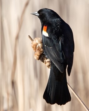 jim schmidt_red-winged_blackbird on a cattail