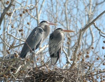 lisa romaniuk great blue herons nesting in sycamore