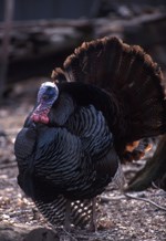 Wild Turkey