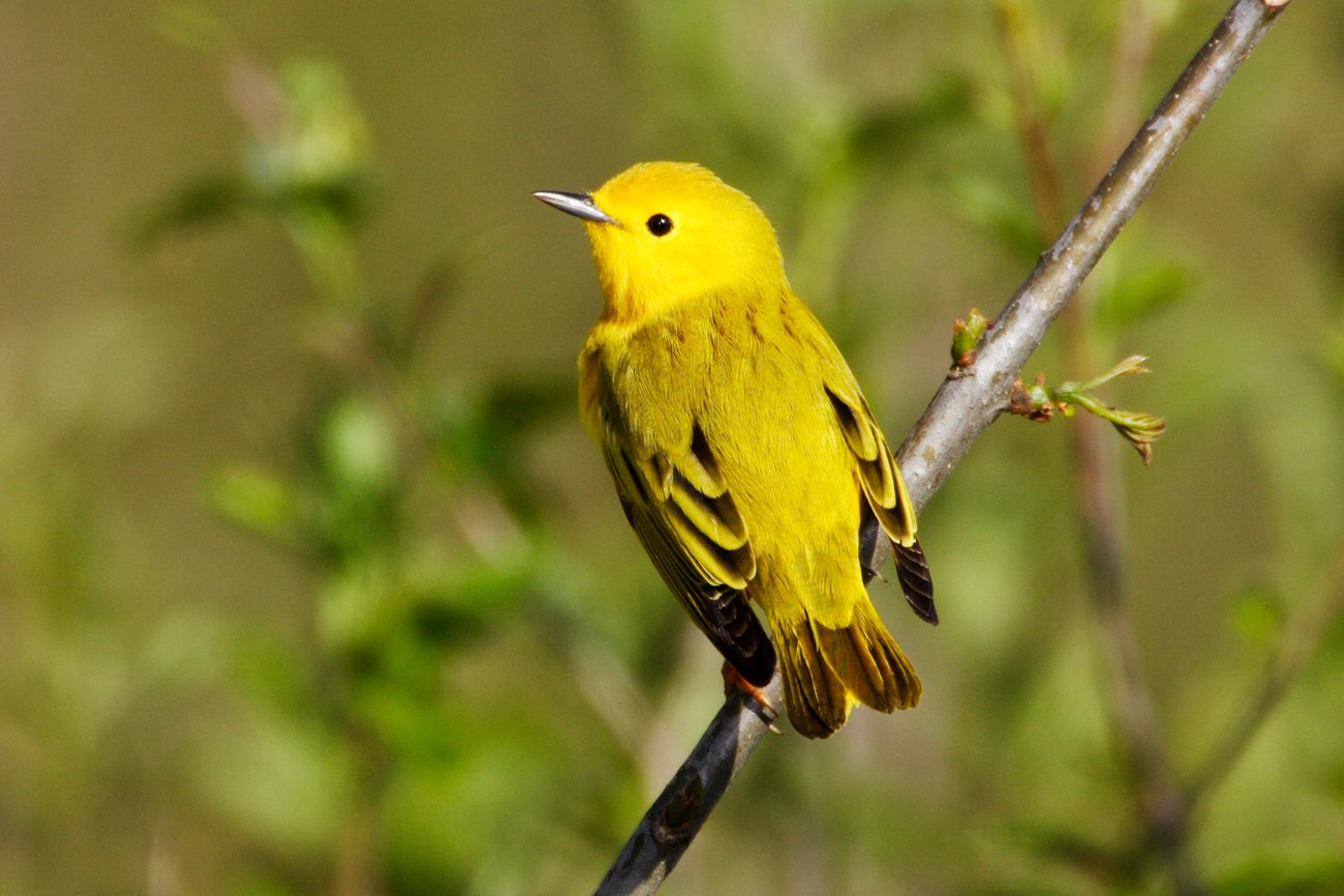 A yellow warbler is perched on a branch with its back facing. Its head is turned to the left showing its left profile. The background is a blurred image of green foliage.