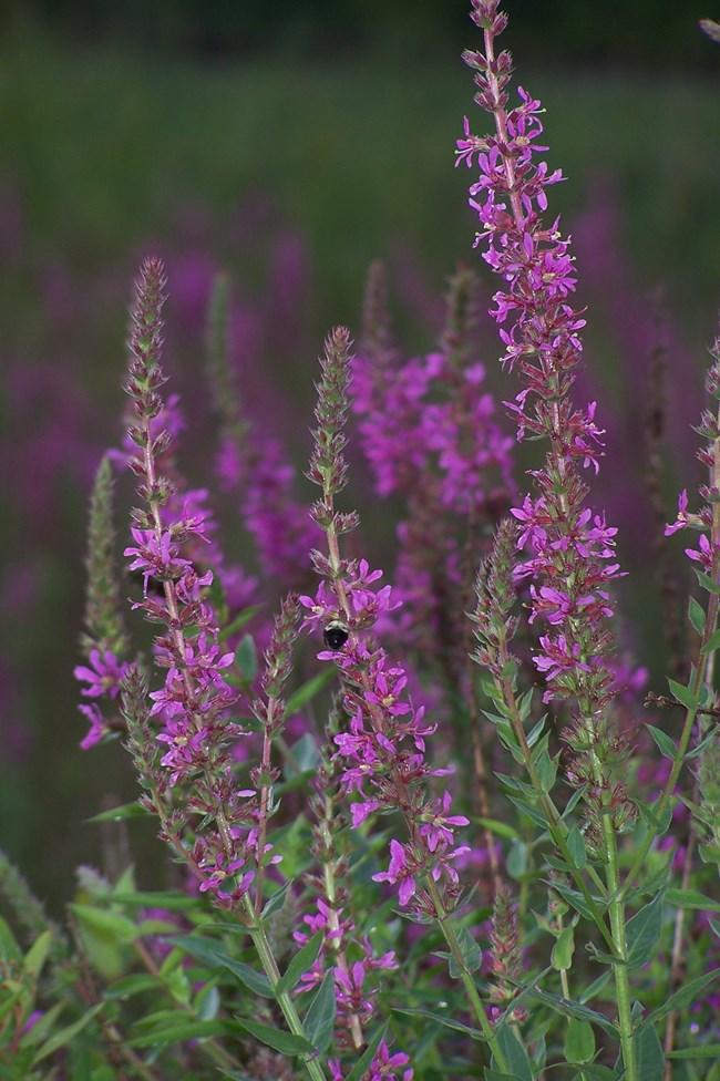 A bee visits the tiny clusters of pinkish purple flowers growing densely on tall flower spikes above narrow leaves.