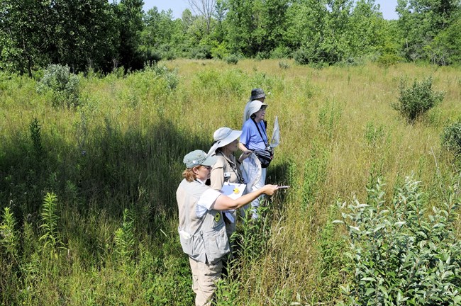 Three white women and a man stand side by side in a field of waist high plants with forest in the background. The first holds a clipboard and points. The others have binoculars around their necks and hold butterfly nets.