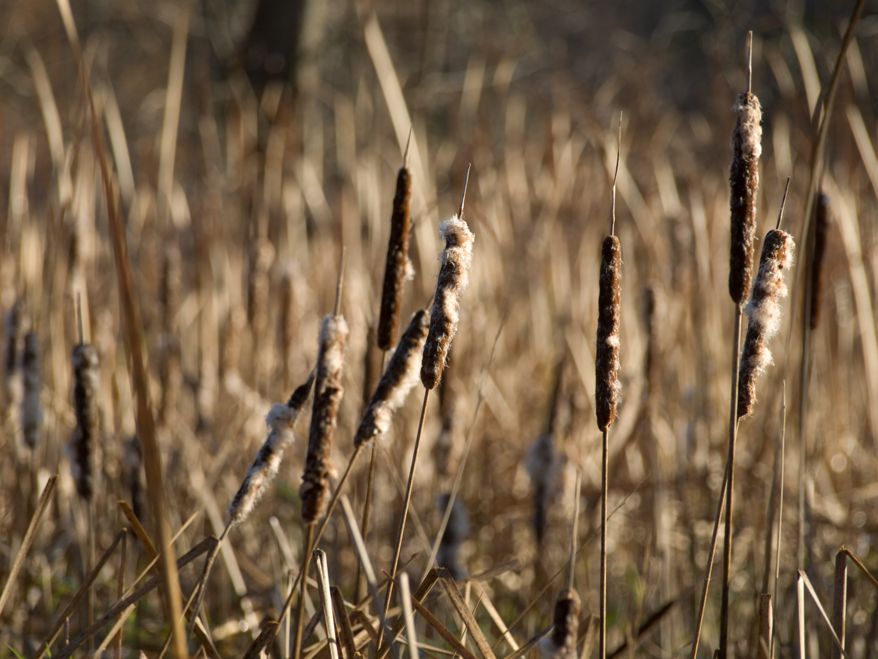 Cattails - Cuyahoga Valley National Park (U.S. National Park Service)