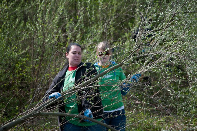 Two women in gloves and work clothes hold large branches with small silver green leaves.