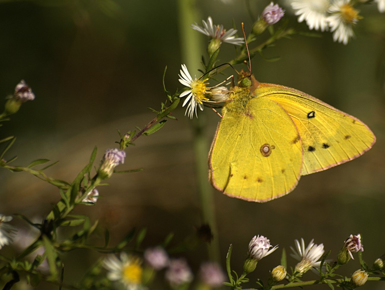 A bright yellow butterfly with a lime green eye hangs on a stalk with many small, white flowers. Its long tongue probes the flower’s yellow center. The butterfly’s wing has about a dozen black and rust spots.