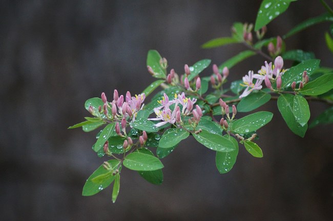 A closeup of delicate pale pink flowers opening up above oval leaves on a woody branch.