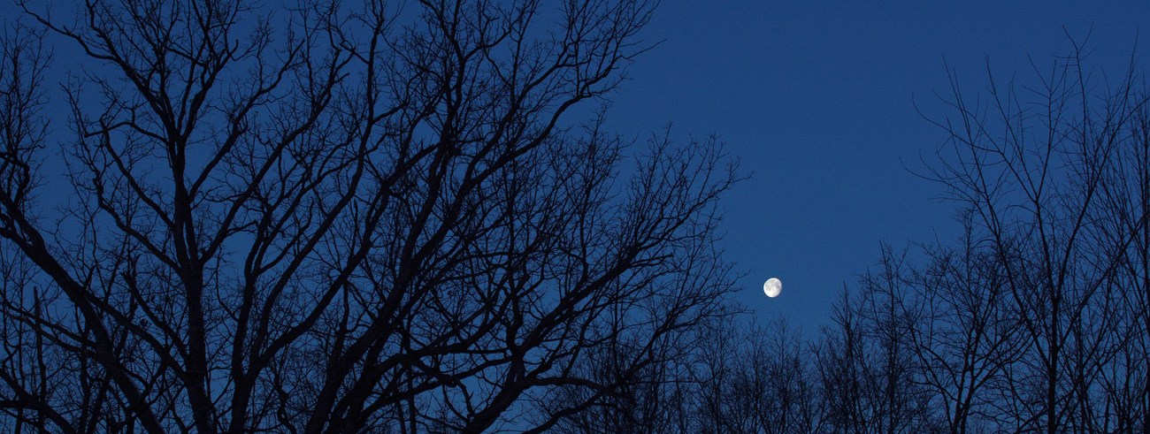 The tops of bare tree branches silhouetted against a dark blue night sky with a bright gibbous moon.