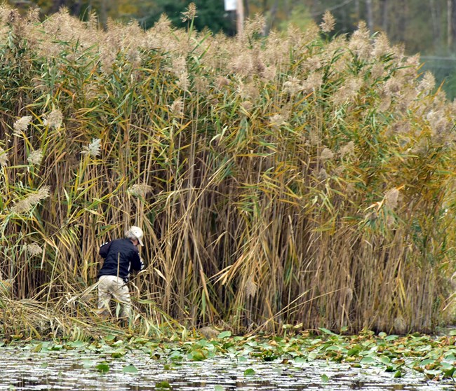 A dense stand of beige and green reeds topped with feathery plumes towers over a person standing shin deep in water.