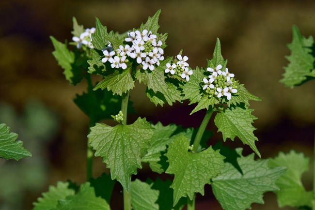 Close up of several plants with clusters of white, four-petal flowers above heart shaped green leaves.