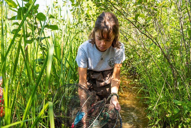 A woman with brown hair stands in murky water surrounded by plants, wearing brown waders and a gray National Park Service shirt; she holds an accordion-shaped net.