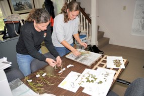 Two Scientists identify species in the laboratory Two Scientists identify species in the laboratory
