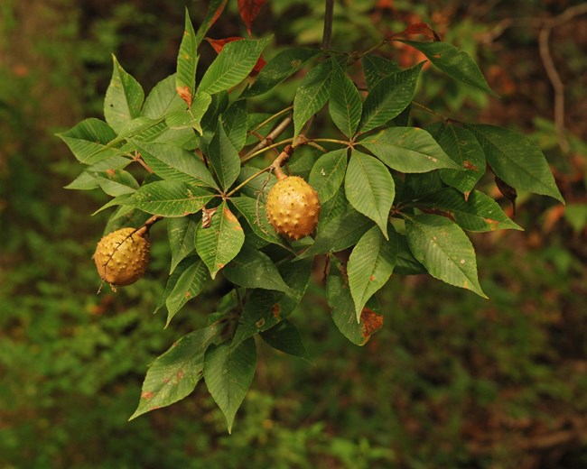A branch with green, oval leaves hangs low with two light brown bulb like nuts with spikey skin (Buckeyes).