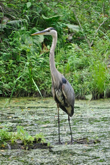 Great blue heron