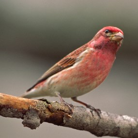 Purple Finch perched on a limb