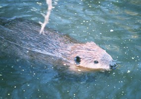 Beaver