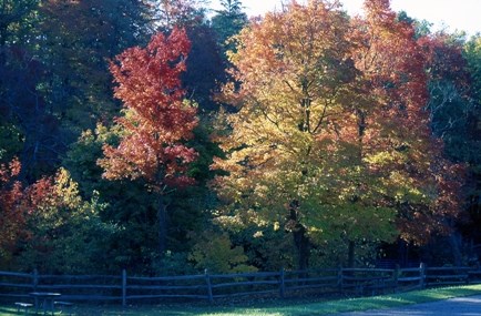 CVNP_fall_leaves_on_trees_changing_colors_Tom_Jones CVNP_fall_leaves_on_trees_changing_colors_Tom_Jones