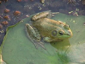 Green frog