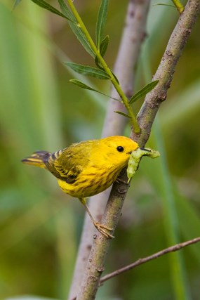 Yellow warbler feeds on grub. Yellow warbler feeds on grub.