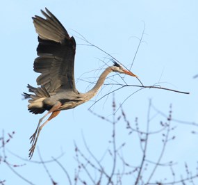 Great blue heron