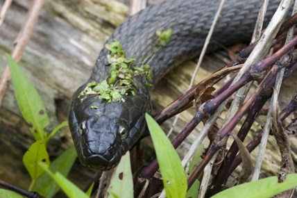 Dark green snake with small light green plants on its body rests on a wet, grassy log.