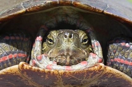 Green turtle with red stripes tucks its head and neck under its shell.