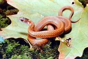 DeKay's snake