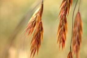 Three bunches of light brown, dried rye seeds hang from their stems.
