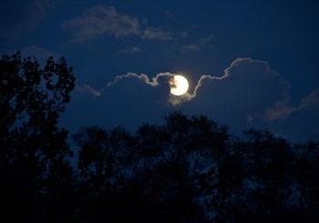 Full moon in a clouded sky over darkened trees Full moon in a clouded sky over darkened trees