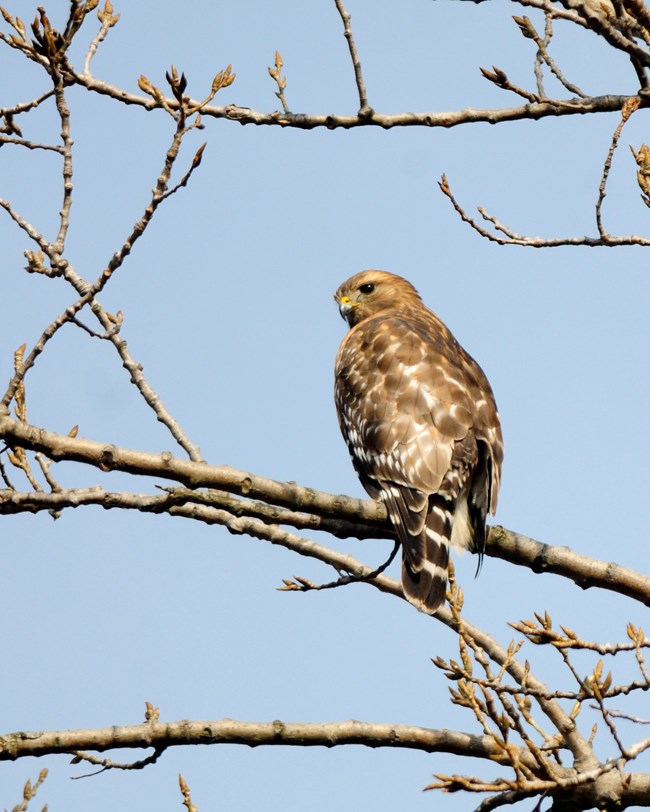 A brown-and-white bird shown from behind looking over its left shoulder; it sits on a leafless tree branch in front of a pale blue sky.