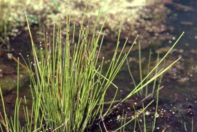 Dozens of slender green plants protrude from wet, green-brown soil.