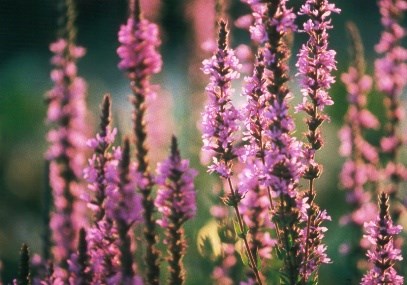 cv293_purple_loosestrife catalano