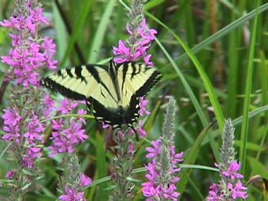 eastern tiger swallowtail catalano