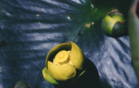 spatterdock catalano