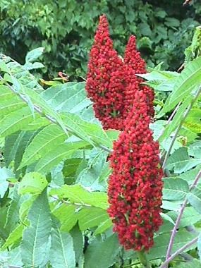 staghorn sumac catalano