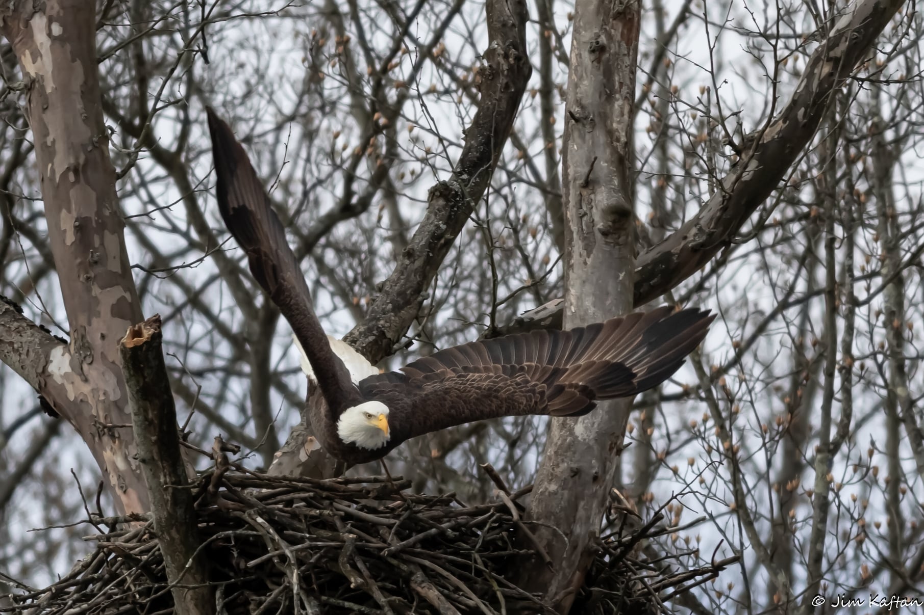 Love is in the air Bald Eagles nesting in Cuyahoga Valley National