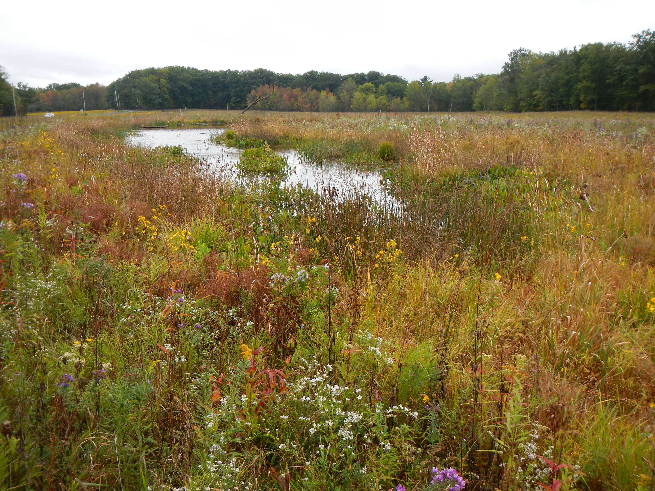 A meadow and wetland landscape. Purple, white and yellow flowers are in the foreground interspersed with tall grasses. In the middle is a winding pool with wetland plants. Forest borders the open area in the back and to the right.