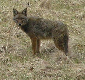 Coyote in winter