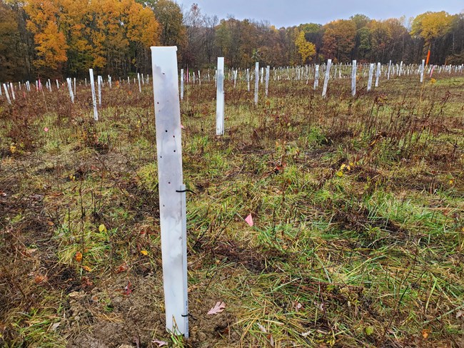 Newly planted tree covered by a tree tube. Behind it, the field is full of other trees inside white tubes.