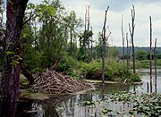 Green trees and water lilies fill the Beaver Marsh but leave room to view the beavers' stick-strewn lodge.