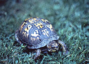 This eastern box turtle makes its way across a patch of grass.